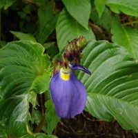 Rhynchoglossum notonianum (Wall.) B.L.Burtt